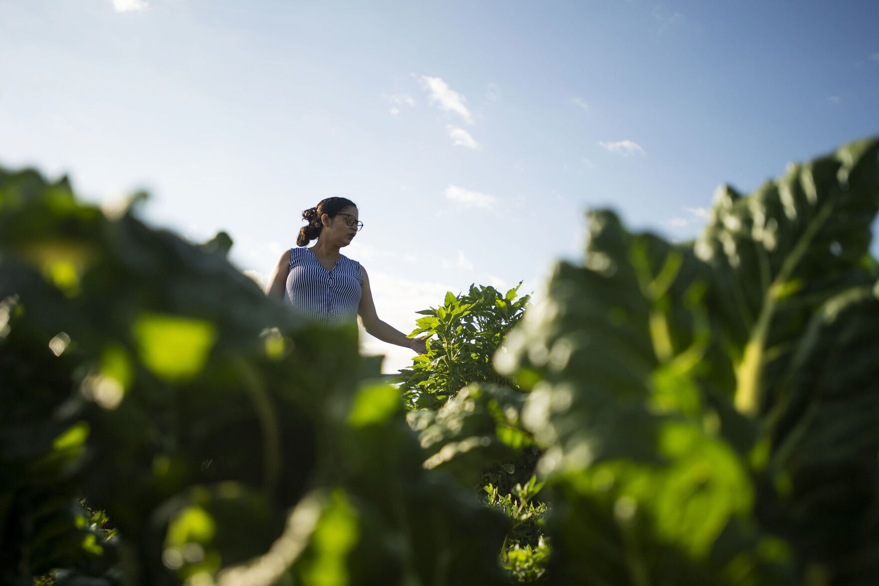 091521-news-ethnic-gardening 08.jpg